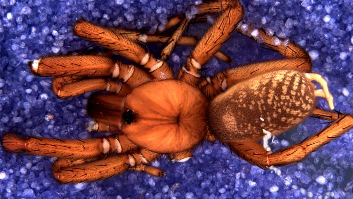 Spider